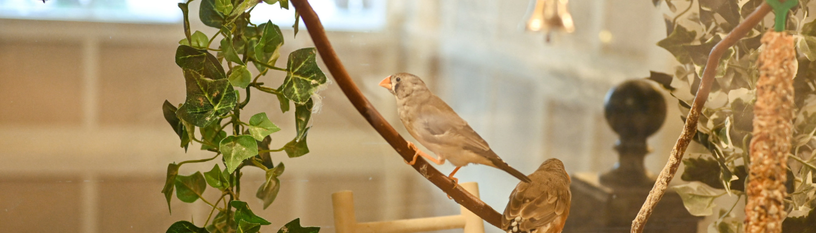 Bird banner